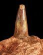 Spinosaurus Tooth With Jaw Section #61490-2
